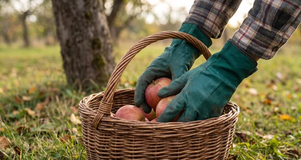 Panier de récolte rempli de fruits au pied d'un arbre du verger