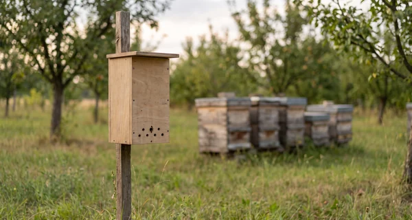 Piège à frelons installé devant une rangée de ruches au verger