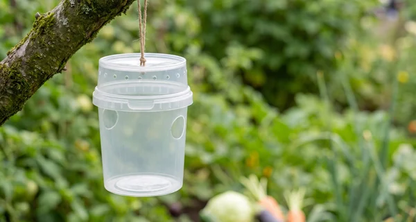 Piège sélectif à frelons suspendu à une branche au jardin