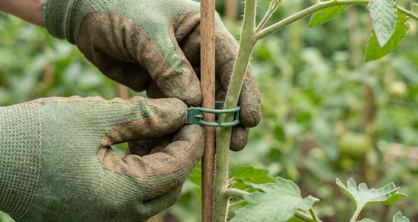 Pince à tuteurer maintenant une tige contre son support au jardin