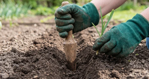 Plantoir conique ouvrant un logement pour repiquer un plant de poireau