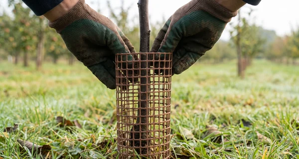 Protection cylindrique installée autour du tronc d'un jeune arbre