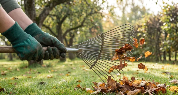 Râteau souple en éventail rassemblant des feuilles mortes au jardin