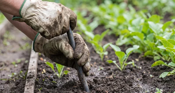 Dispositif répulsif planté dans le sol d'un potager