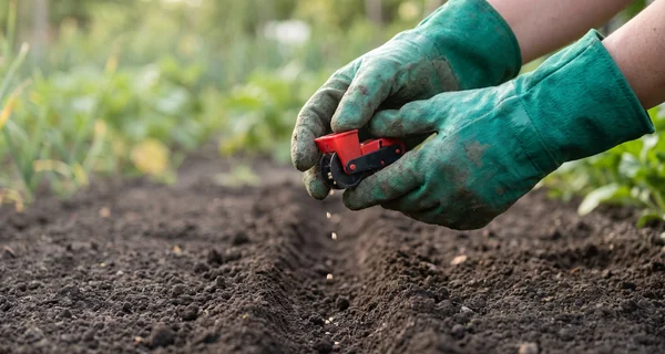 Semoir de précision déposant des graines fines dans un sillon