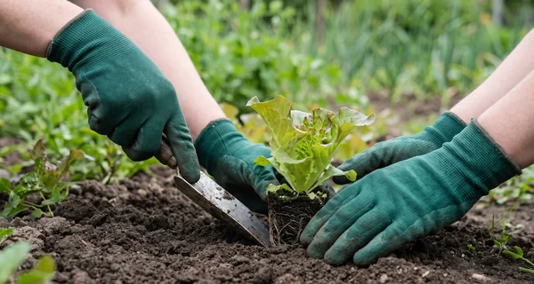 Transplantoir installant une motte de jeune plant de salade en terre
