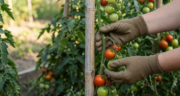 Tuteur soutenant un plant de tomate chargé de fruits au potager