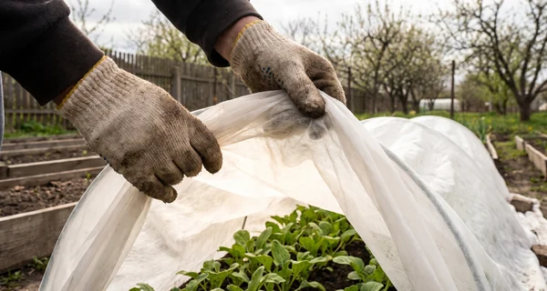 Voile léger posé sur de jeunes plants au début du printemps