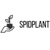 Spidplant